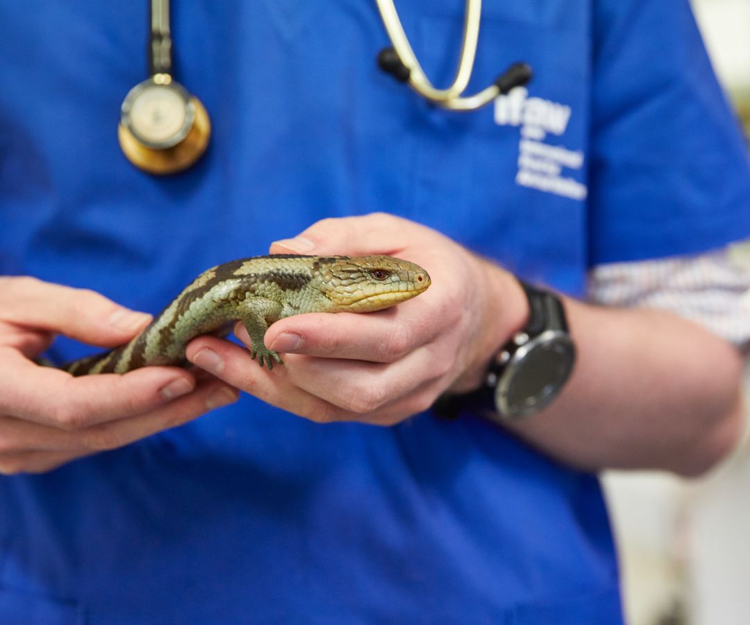 vet in blue shirt holding a lizard