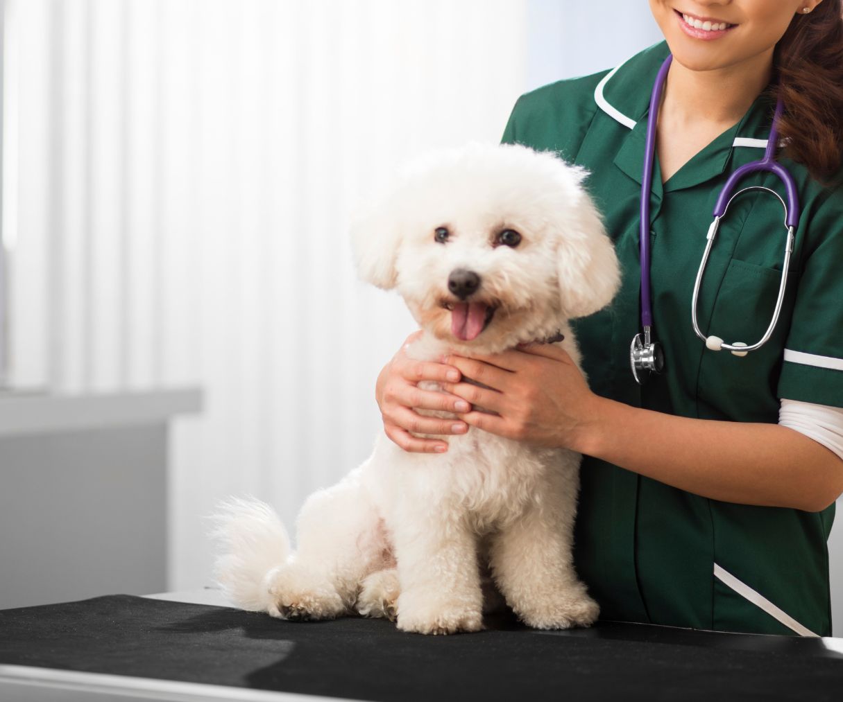 A vet in a green uniform holding a dog