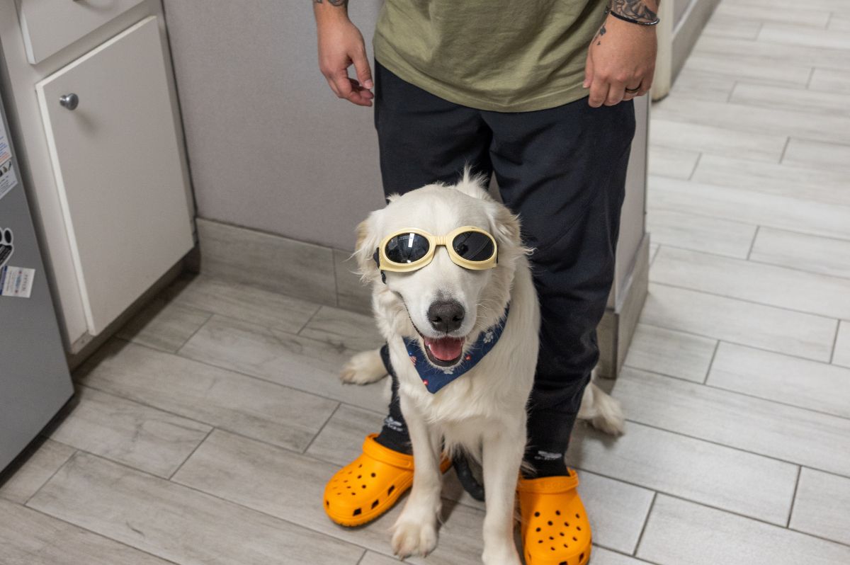 A vet gently pets a cat during a laser therapy session